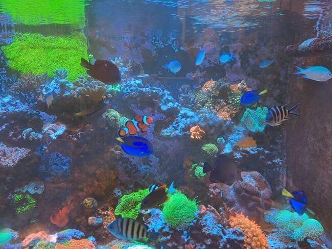 觀賞魚混養數量體型須平衡　避免大魚吞食小魚 | 華視新聞