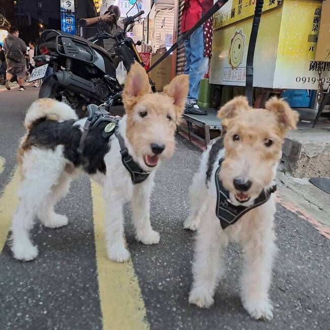 貓狗接種疫苗前先檢查　避免生病時注射 | 華視新聞