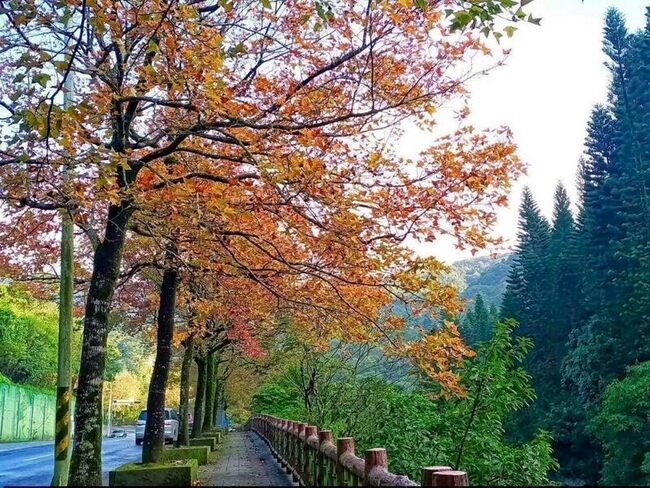 楓香換裝染紅台北街頭　中山北路估2週後現美景 | 華視新聞
