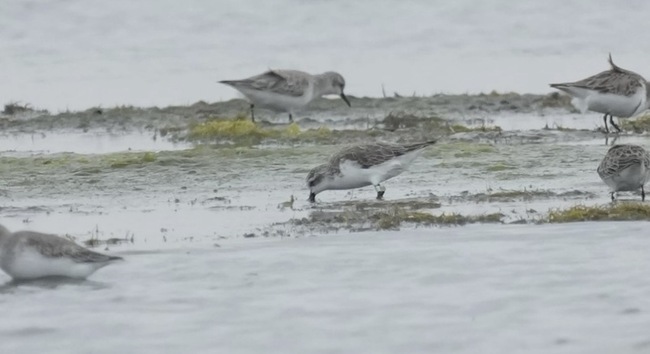 全球極度瀕危鳥種琵嘴鷸　現蹤台南將軍水域 | 華視新聞
