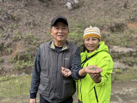 北越山區台灣人身影  十年執著成稀有古樹茶製作先驅