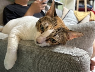 竹縣貓隻飼養數近3年增52%　納入強制寵物登記