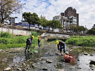 新竹豆子埔溪出現死魚　研判枯水期低溫影響