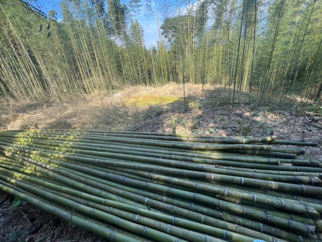 新版林產品溯源規範上路　作業簡化、納竹林產品 | 華視新聞