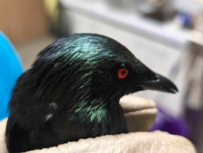 新北陽台玻璃驚見紅眼怪鳥　亞洲輝椋鳥受困獲救 | 華視新聞