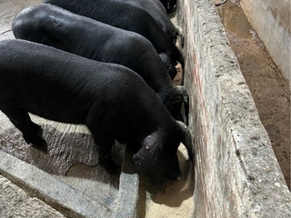 禁廚餘養豬　新北：加碼提供轉型飼料及設備補助