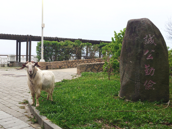 馬祖高中養羊推生命教育　北竿無主羊困擾村民 | 華視新聞