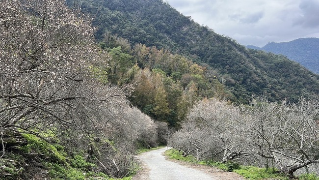 114年颱風打亂台東花期　南橫新武部落梅花已開5成 | 華視新聞