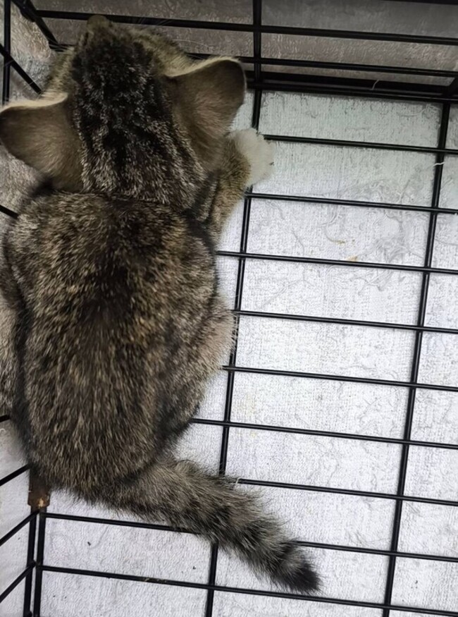 北市府救援西寧國宅內街貓　籲民眾勿擅入餵食 | 華視新聞