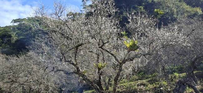 高雄六龜新建行政中心落成　寶來賞梅快閃同步開幕 | 華視新聞