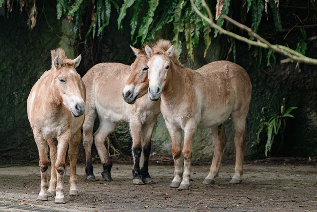 從野外滅絕轉瀕危 聽北市動物園說蒙古野馬故事 | 華視新聞