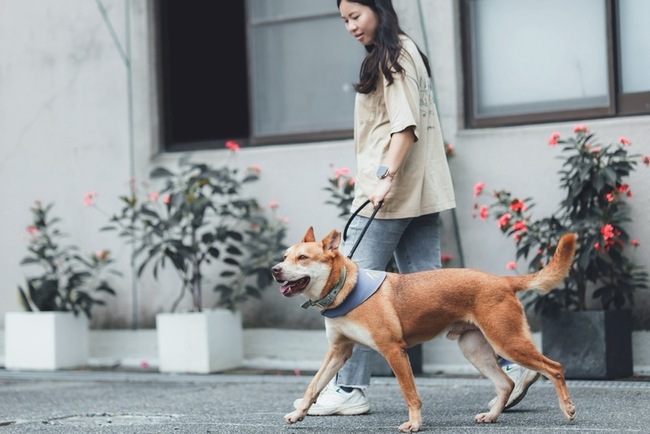 加強危險犬隻列管　高市絕育512隻、裁罰飼主35件 | 華視新聞