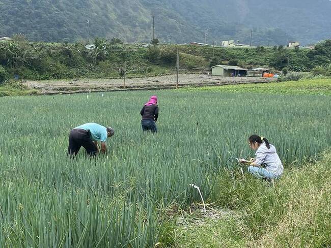 搶救銳減宜蘭三星蔥  花蓮農改場移地保種見成效 | 華視新聞