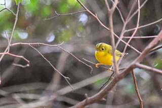 10年不輟尋金門飛羽　鳥友洪廷維留下珍貴在地紀錄