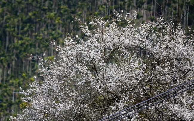 嘉縣山區梅花逐步盛開　文觀局邀遊客賞花 | 華視新聞