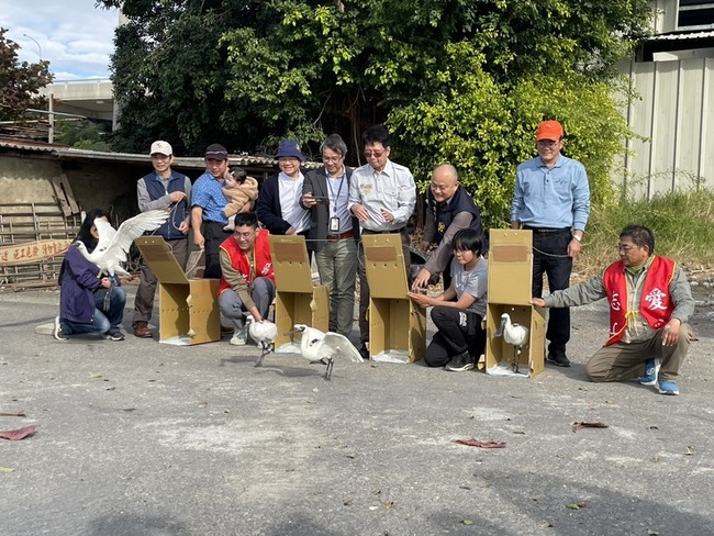 感染肉毒桿菌救治康復　台南野放4隻黑琵 | 華視新聞