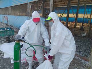 屏東蛋中雞場確診H5N1禽流感　撲殺8640隻