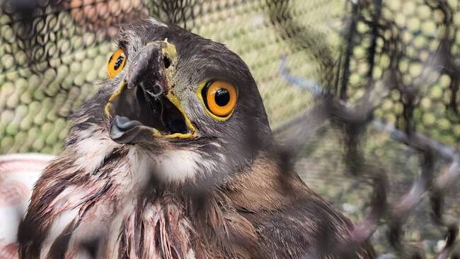 鳳頭蒼鷹及時獲救　林保署提醒民眾正確救援 | 華視新聞