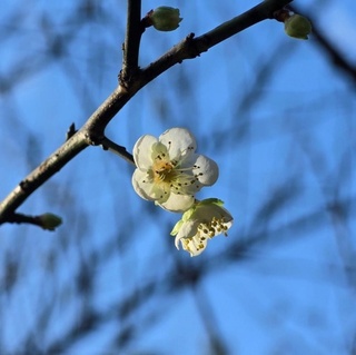 台北茶花展開跑　南港公園梅花綻放