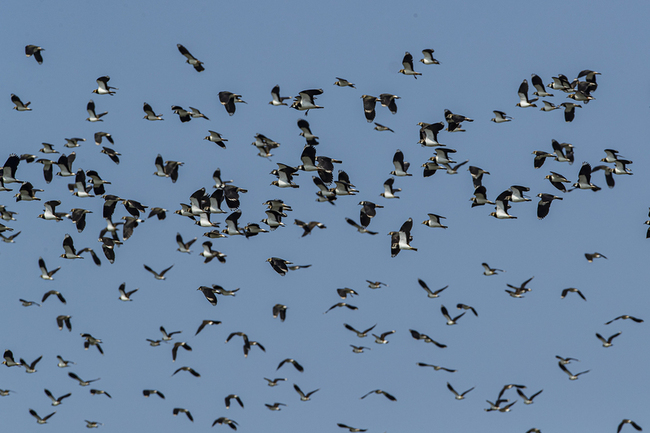 友善農業代表物種　鳥友觀測到逾萬小辮鴴雲林度冬 | 華視新聞