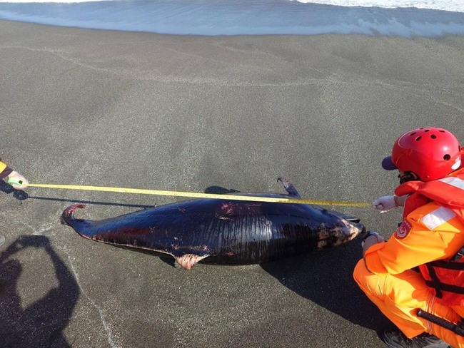 台東長濱海灘發現死亡弗氏海豚　岸巡送成大檢驗 | 華視新聞