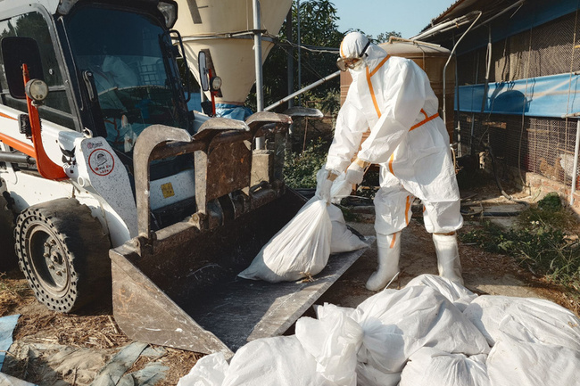 台南養雞場確診H5N1禽流感　撲殺1萬836隻 | 華視新聞