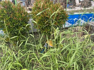 屏東男疑嫌鄰居鳥太吵　闖民宅殺害4隻鸚鵡遭逮送辦