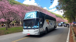 武陵櫻花季2/13登場  中市府推出交通聯票預購