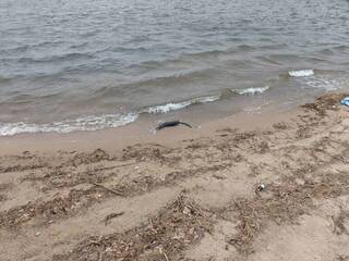 金門115年首例水獺通報死亡　待解剖綜合判定死因