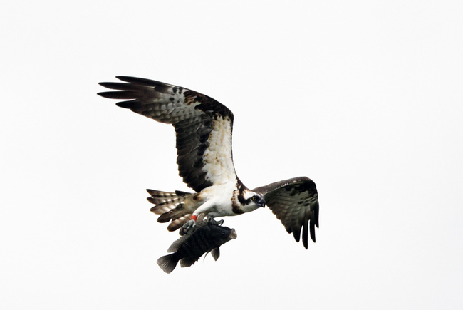 114年落水魚鷹獲救繫環野放　鳥友拍到捕魚英姿重現 | 華視新聞