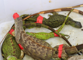 嘉縣綠鬣蜥防治課程須交千元保證金  移除逾3隻退還