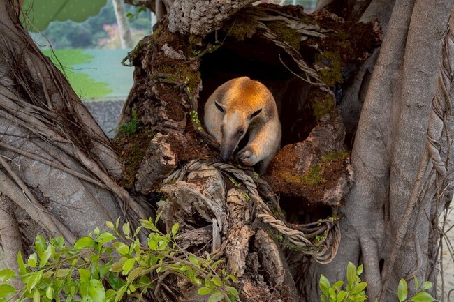 動物是老師　高雄野森動物學校2月門票1/23起預購 | 華視新聞