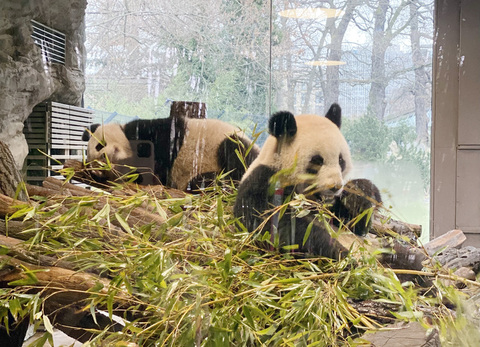 德國慕尼黑將迎中國大貓熊　動保團體不滿