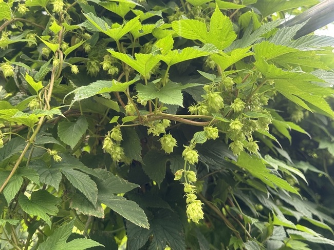 花蓮農改場推廣本土啤酒花　宜蘭試種成功 | 華視新聞