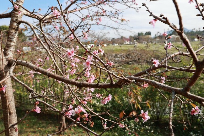 南投鹿谷櫻花開3成　許淑華邀遊客賞櫻逛燈會 | 華視新聞