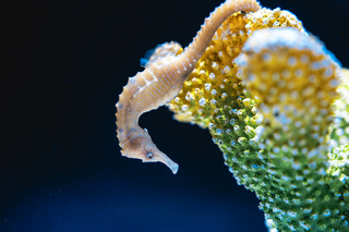 台中海洋館迎馬年　推海馬特展揭雄性育兒等特性