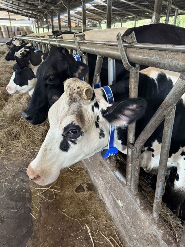 竹縣乳牛場導入智農科技　自動擠乳、智能項圈效益佳 | 華視新聞