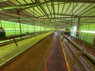 豐康牧場匿報禽流感疫情  中市府全場撲殺逾5千雞隻