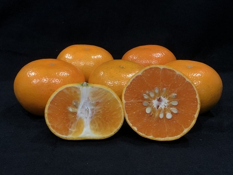 茂谷柑營養成分高　台南農改場教挑選撇步