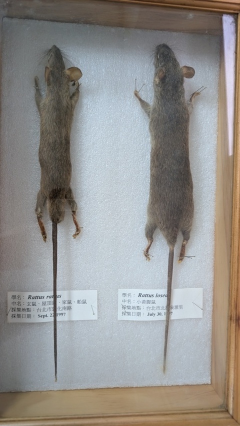 115年首例染漢他病毒亡　北市7旬翁發病8天過世