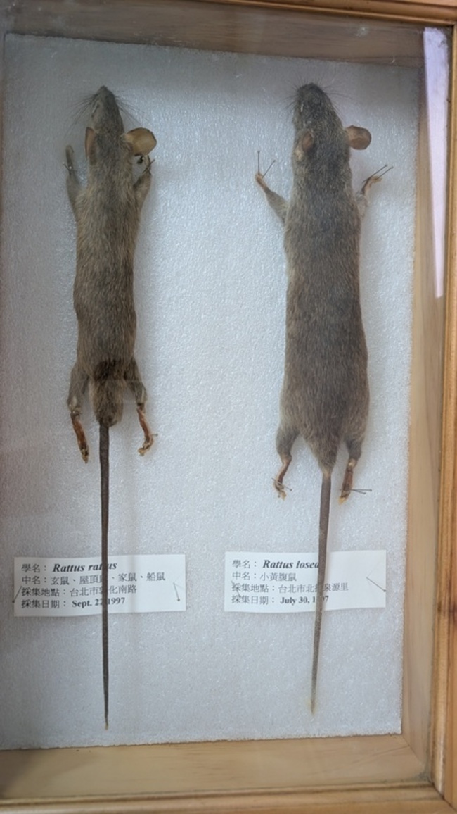 115年首例染漢他病毒亡　北市7旬翁發病8天過世