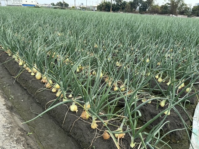 高雄林園洋蔥產季　農會推禮盒即日起開放訂購 | 華視新聞