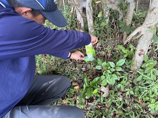 竹市防治疣胸琉璃蟻　設熱點放餌並供免費領藥劑