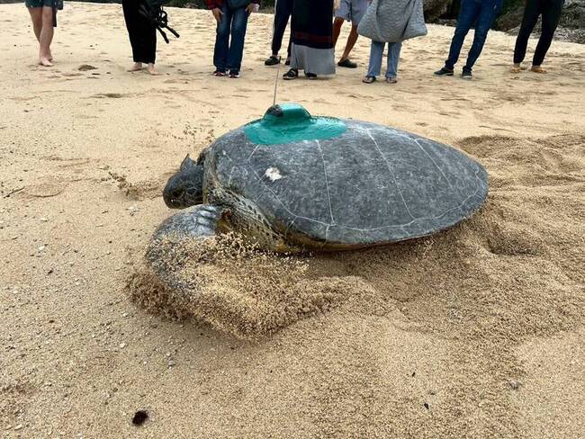 疑海溫上升延長繁殖時序 小琉球海龜冬季返回產卵 | 華視新聞