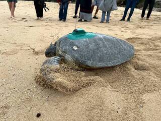 疑海溫上升延長繁殖時序 小琉球海龜冬季返回產卵