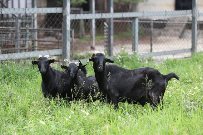 畜試所山羊人工授精更精準　較傳統提升6個百分點 | 華視新聞