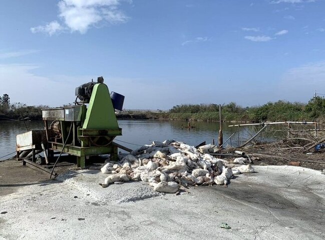 雲林禽場棄禽流感死鵝至漁塭旁　採檢魚隻化驗陰性 | 華視新聞