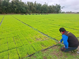花蓮吉安鄉水稻秧苗低溫現金救助　受理至3/2止
