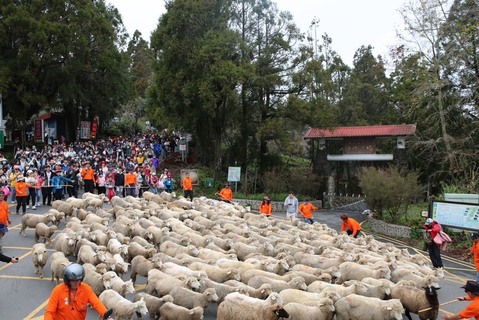 清境、日月潭春節迎遊客 住宿者下午抵達避塞車