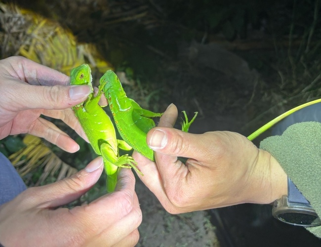 頭份綠鬣蜥赫見第2代幼體　苗縣加強移除防北擴 | 華視新聞